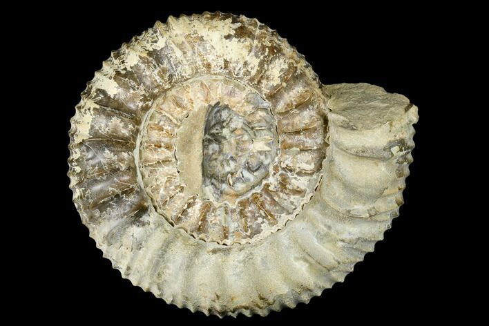 Jurassic Fossil Ammonite (Pavlovia) - Russia #174922